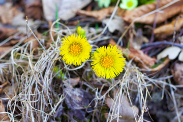 two yellow daisies in bloom among dry leaves