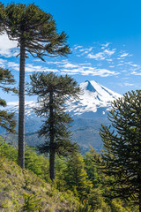 Araucaria forest in Conguillio National Park, Chile