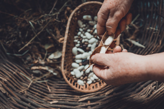 Big white beans in a bask with dry beans pods.