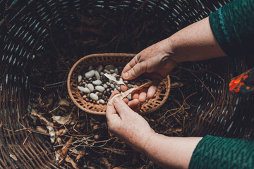 Farmer hold variety of beans in hand after harvesting.