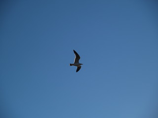 seagull flying in the blue sky