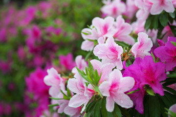 Tokyo,Japan-April 26, 2019: Azalea or Pentanthera or Tsutsuji in the rain in Japan