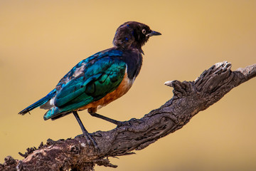 Superb Starling on a branch 