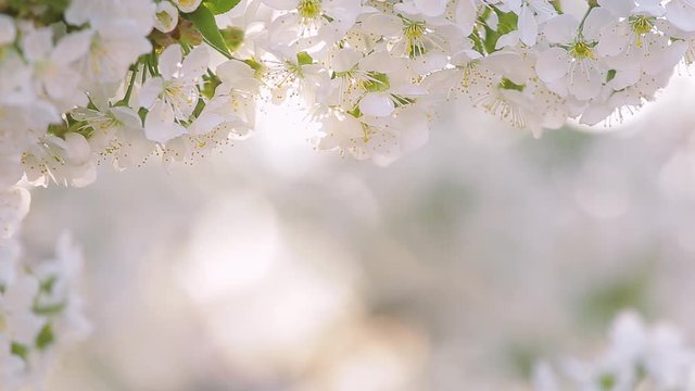 Beautiful white cherry blossom isolated on blurry light bokeh natural background. Nature border of tender flowers and green leaves of fruit blooming tree. Real time full hd video footage.
