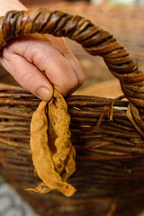 closeup of shelled and unshelled haricot beans.