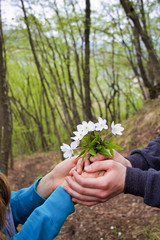 hand s of boy offering a small bouquet of wild white flowers to a girl
