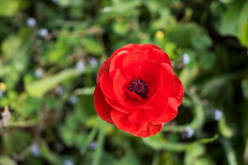 Obraz premium schöner klatschmohn auf einer wiese