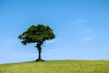 Obraz premium Einsamer Baum auf grünem Hügel vor blauem Himmel