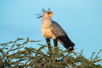 Secretary Bird standing on a tree 