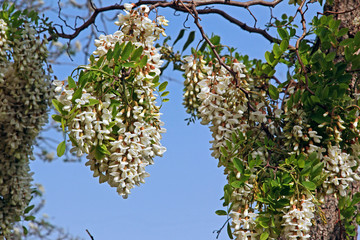 Robinienblüten
