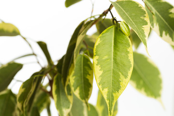 ficus tree isolated on white background