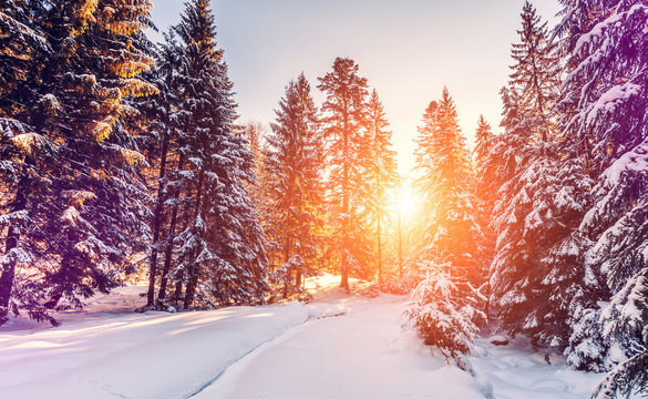 Wonderful wintry landscape. Winter mountain forest. frosty trees under warm sunlight. picturesque nature scenery. creative artistic image. Nature background