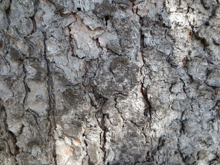 Rinde von einem alten Baum