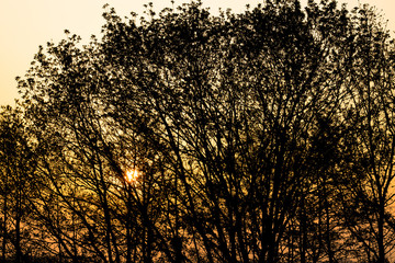 Sunrise through tree