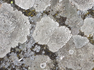 Nahaufnahme von einem Stein in der Natur