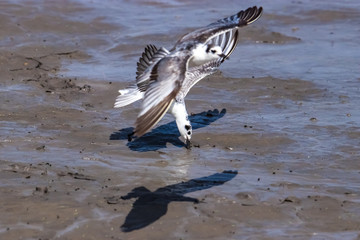 seagull in flight