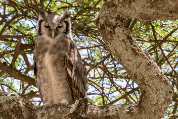 great horned owl in a tree