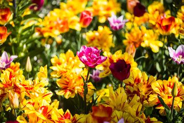 Tulip field, colorful tulips in spring