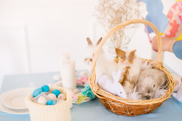 Easter bunnies on the holiday table decorated in blue for the holiday with colored eggs and flowers