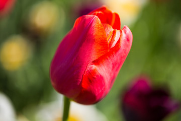 Tulip field, colorful tulips in spring