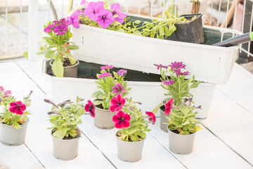 The process of garden spring work. Hands planting beautiful flowers seedlings into the ground.
