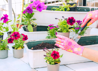 The process of garden spring work. Hands planting beautiful flowers seedlings into the ground.