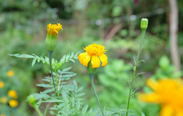 Close up Marigold in the garden.