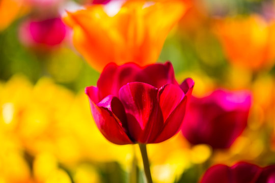 rote Tulpe im Tulpenfeld