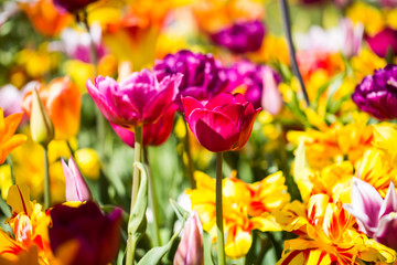Tulip  and field, colorful tulips in spring