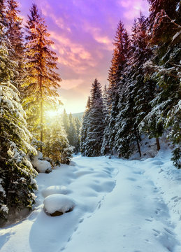 Fantastic winter mountain landscape. overcast colorful clouds, glowing in sunlight. alp trees, of snow covered , under in a warm sunlight. Dramatic wintry scene. Beauty on the world. creative image.
