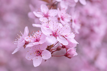 Obraz premium close up of blossoming cherry tree branch
