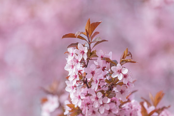 pink cherry tree blossom at spring