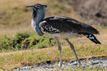 Kori Bustard standung on the grass