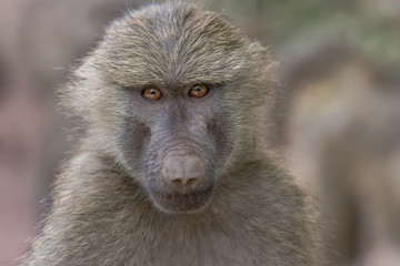 Baboon face portrait
