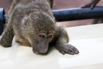 Young baboon
