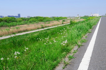 春の江戸川土手から見る風景