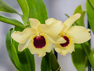 Fototapeta premium Yellow imperial orchid branch flower, Dendrobium Frieda Bratanata