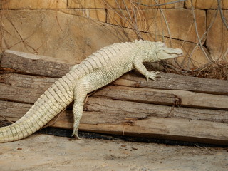 Crocodile blanc