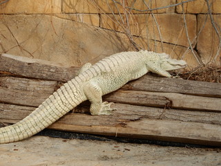 Crocodile blanc