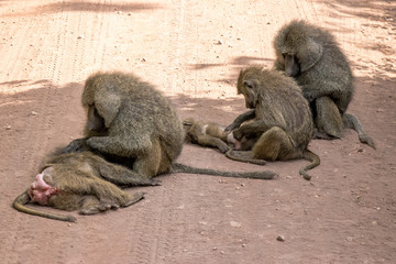 baboons cleaning each other