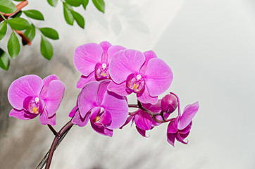 Pink orchid branch phal flowers, close up, window background