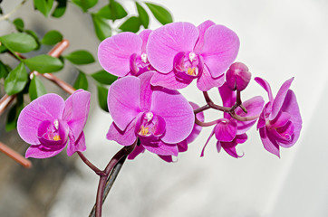 Fototapeta na wymiar Pink orchid branch phal flowers, close up, window background