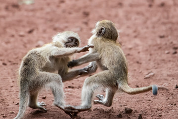 Pair of vervet monkeys playing