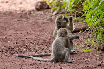 two vervet monkeys eating leaves
