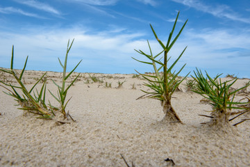 Beach of the island in front of Atins, Brazil