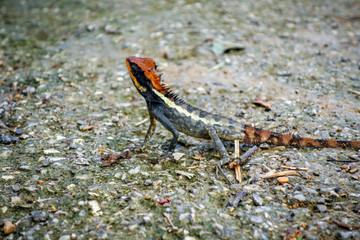 Crested Lizard in jungle, Khao Sok, Thailand
