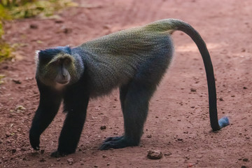 Blue Monkey walking on the road