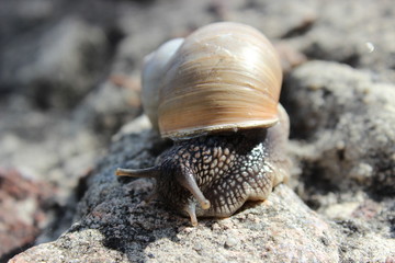 Common forest wild snail with horns spread out on a rock