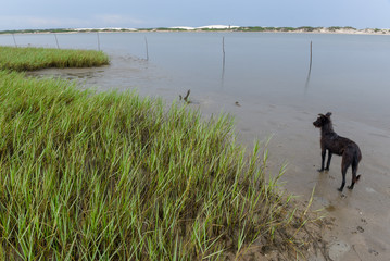 Beach of the island in front of Atins, Brazil