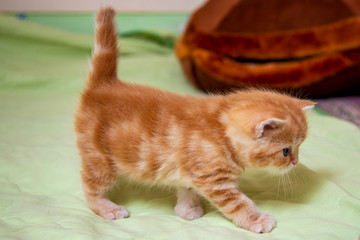 Scottish red kitten on a light green background